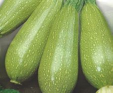 (M) Marrow Faro H seeds (5s) (125067)