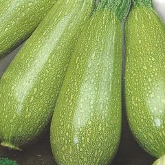 (M) Marrow Faro H seeds (5s) (125067)