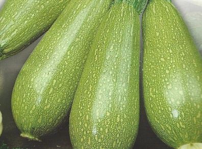 (M) Marrow Faro H seeds (5s) (125067)