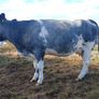 In calf heifers Ballinasloe mart 8th August Image 3
