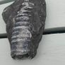 9 inch long fossil Image 2