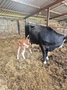 5 star heifer