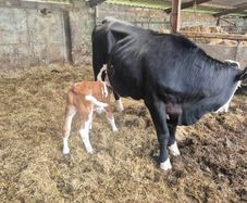 5 star heifer