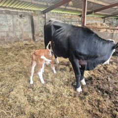 5 star heifer