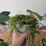 House plants Image 2