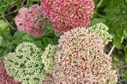 FREE Sedum 'Autumn Joy' - full stems, not tiny cuttings