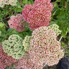 FREE Sedum 'Autumn Joy' - full stems, not tiny cuttings