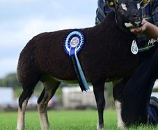 Badger Face Texel & Dutch Spotted lambs Available