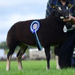Badger Face Texel & Dutch Spotted lambs Available