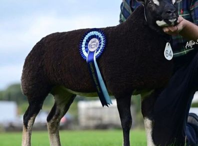 Badger Face Texel & Dutch Spotted lambs Available