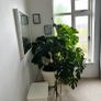 Two large healthy monstera plants Image 2