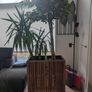 Wood planter double indoor outdoor Image 4