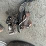 1.6 hdi turbo 2013 8vale engine Image 4