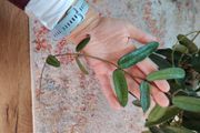 Hoya Lyi China