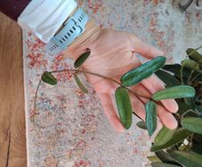 Hoya Lyi China