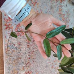 Hoya Lyi China