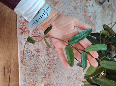 Hoya Lyi China