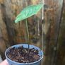 Small white caladium Image 5