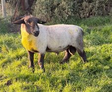 P/B Suffolk Ram