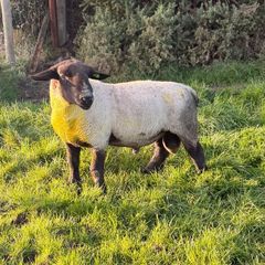 P/B Suffolk Ram
