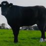 Incalf Heifer sale 3rd October 2026 Balla Mart Image 8
