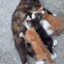 kittens Image 2