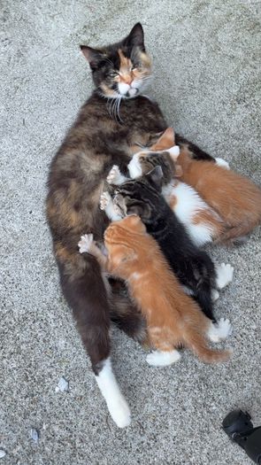 kittens