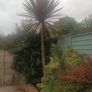 Cabbage palm tree Image 4