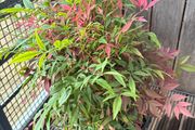 Big plant - Nandina Domestica/ Sacred bamboo
