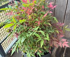 Big plant - Nandina Domestica/ Sacred bamboo
