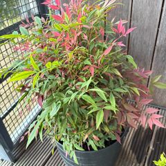Big plant - Nandina Domestica/ Sacred bamboo