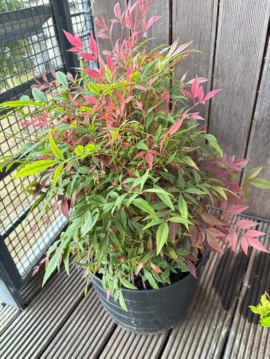 Big plant - Nandina Domestica/ Sacred bamboo