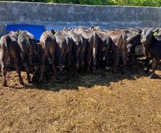Aa Bullas & Heifers