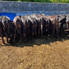 Aa Bullas & Heifers