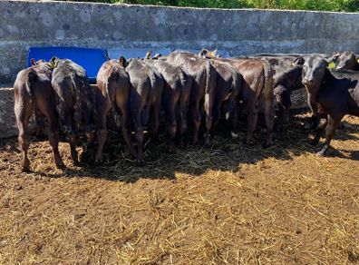 Aa Bullas & Heifers
