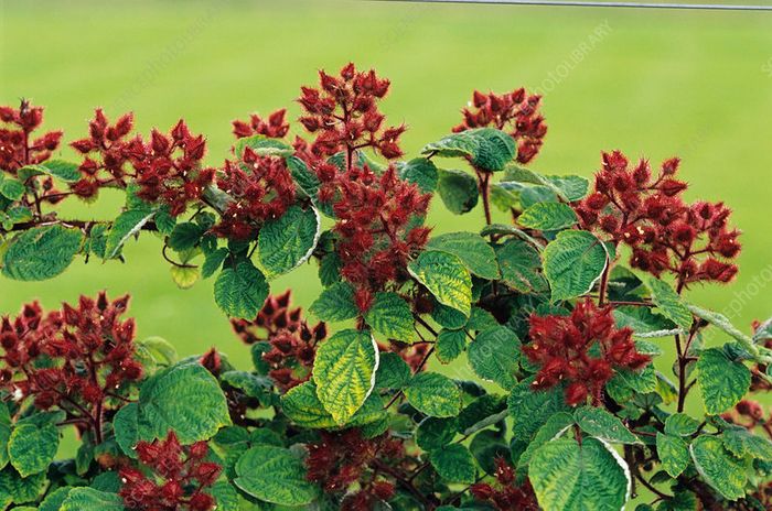 Wineberry Potted Plants