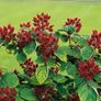 Wineberry Potted Plants Image 2