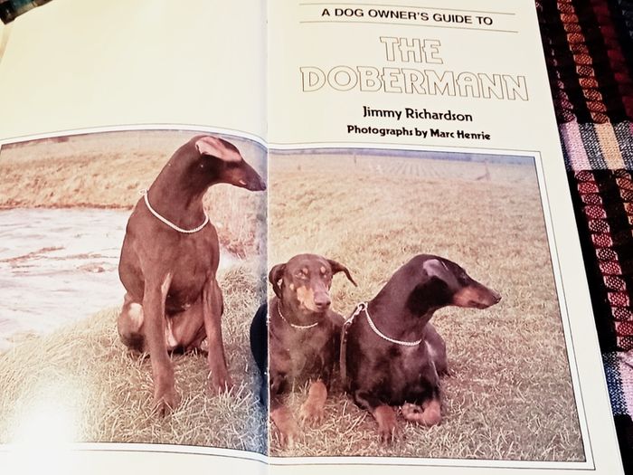 1989. A Dog Owners Guide To The Doberman.