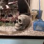 Heated fish tank, approx 42 L , with some accessories Image 6