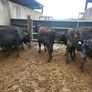6 Aberdeen Angus heifers Image 5