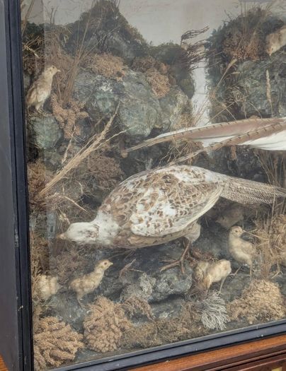taxidermy pheasants and chicks