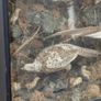 taxidermy pheasants and chicks Image 4