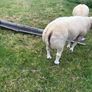 Pedigree Beltex and Routex Rams Image 3