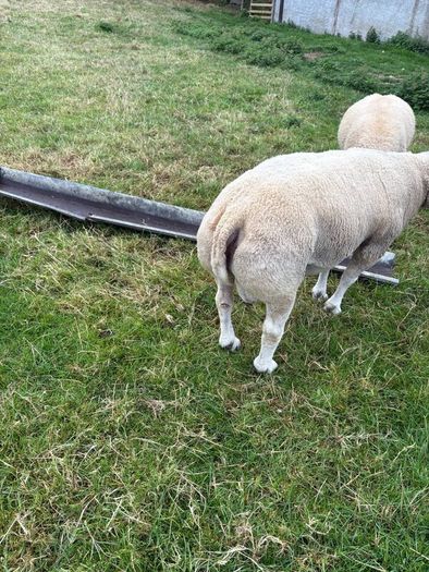 Pedigree Beltex and Routex Rams