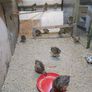 Pheasants Polts Image 4
