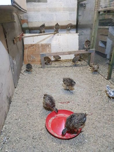 Pheasants Polts