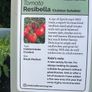 Outdoor tomato plants (different varities for garden, patio, container, hanging baskets) Image 3