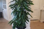 Dracaena Janet Lind planter