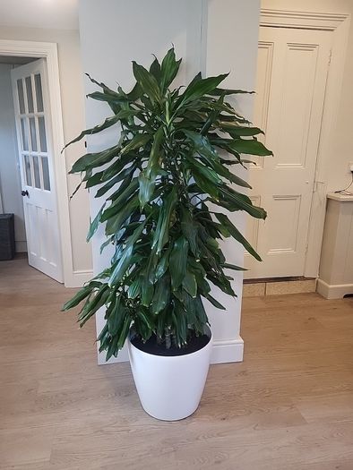 Dracaena Janet Lind planter