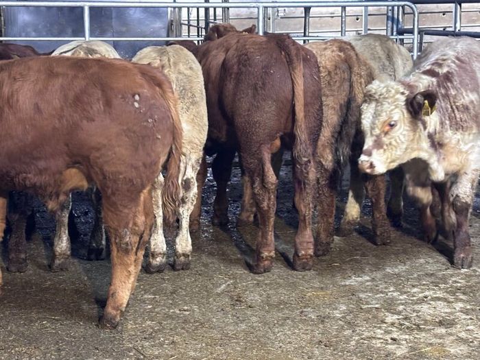 9 top quality suckler bred bull Weanlings for sale